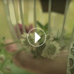 Fashion Film transparente con diseño y decoración floral de la Florería 02 | La Florería
